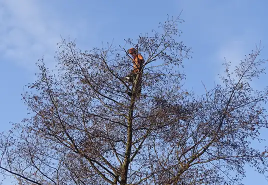 about-page-services-tree-surgery