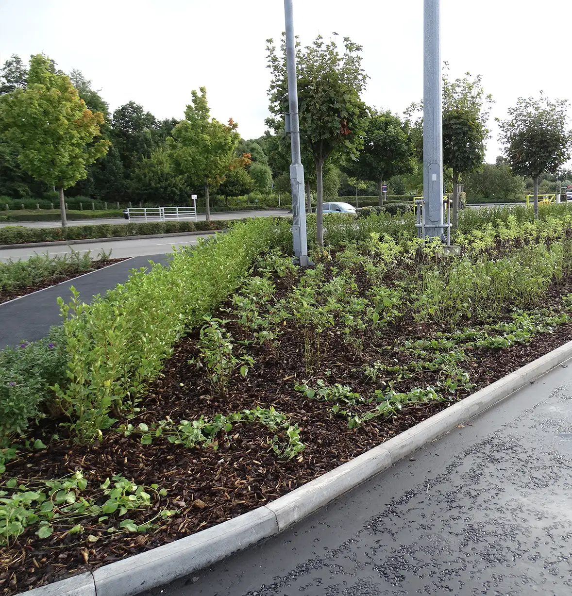 landscaping-1