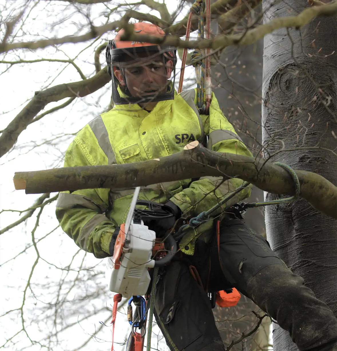 tree-care-10