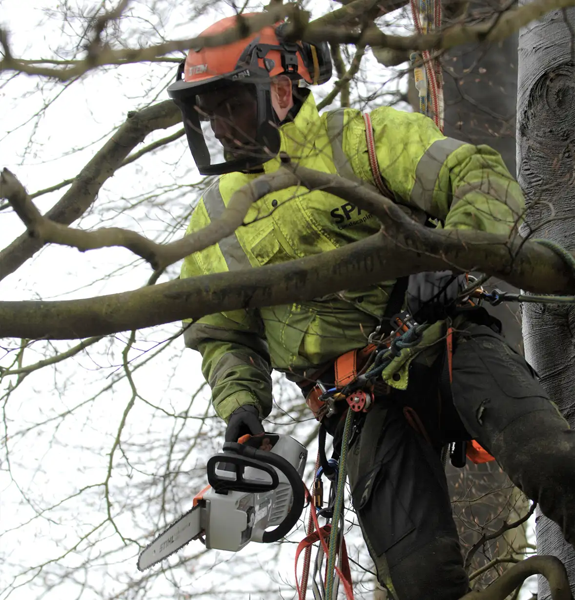 tree-care-13
