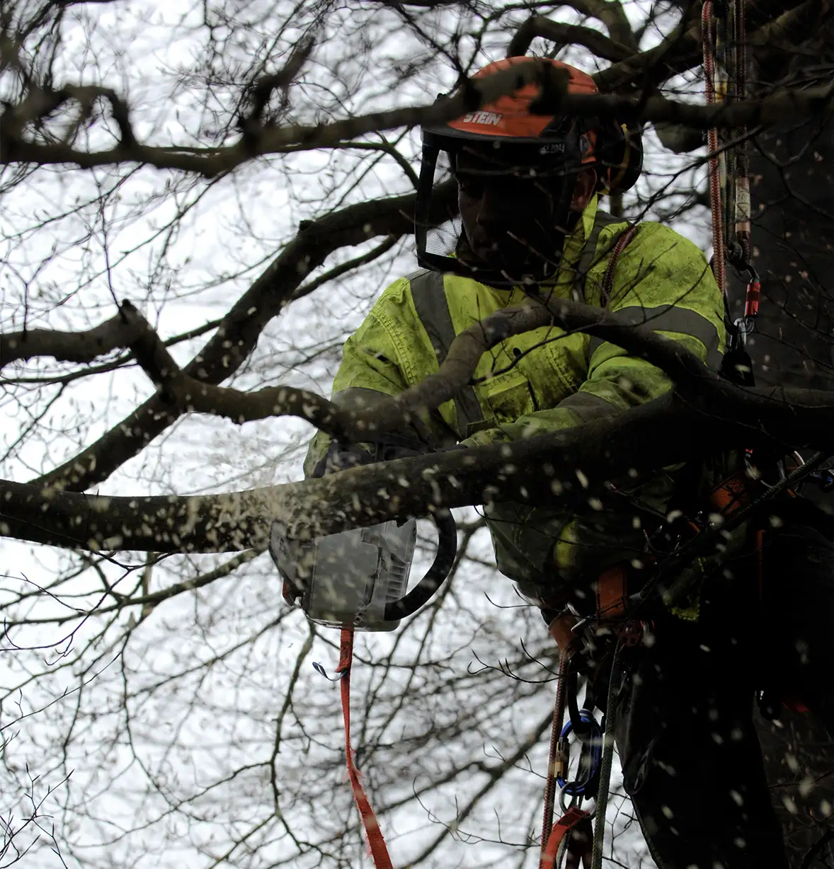 tree-care-14