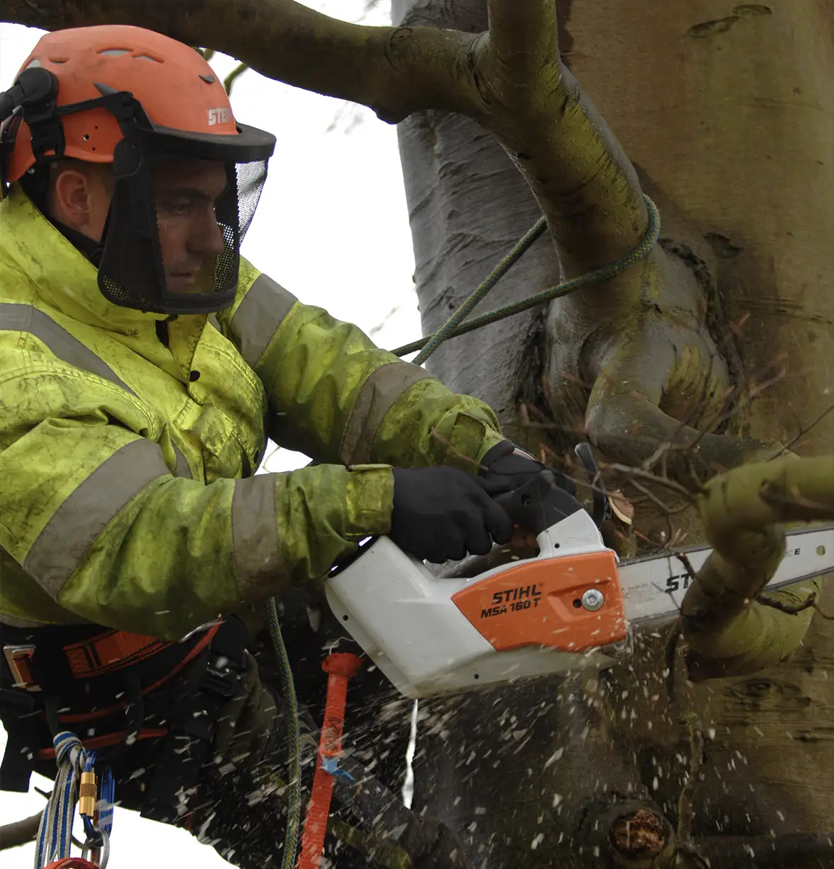tree-care-15