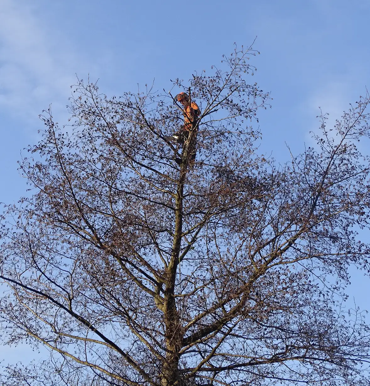tree-care-17